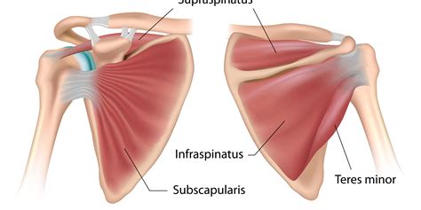 Shoulder Biomechanics Part 6 – The Muscles of the Shoulder ...