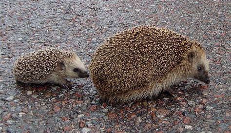 European hedgehog (Erinaceus europaeus) | Natural History Museum