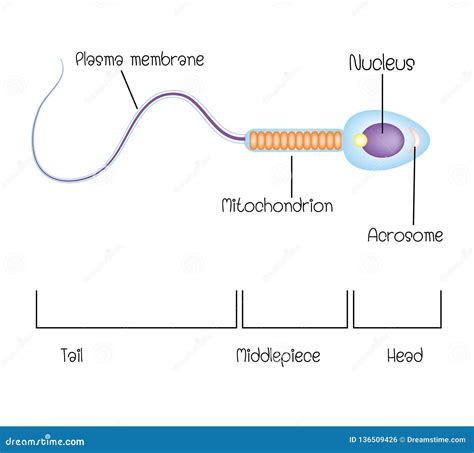 Structure of a sperm cell stock vector. Illustration of evolution - 136509426