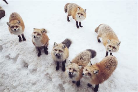 The Ultimate Guide to Zao Fox Village Japan: How to Get There – The ...