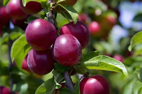 What is the best Chickasaw Plum? - Arad Branding