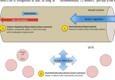 Schematic diagram of the pathophysiology of hyponatremia. See text for ...