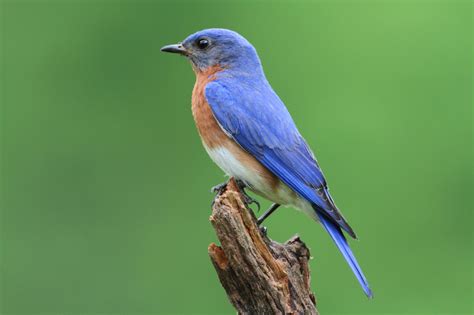 Bluebirds Nesting In Your Yard | Blain's Farm & Fleet Blog