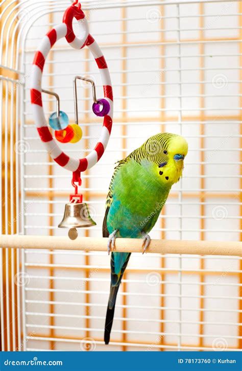 Budgie. stock photo. Image of background, domestic, budgie - 78173760