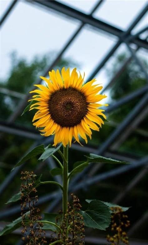 Pin de Vanessa Miranda en fondos | Girasoles fondos de, Fotografía de ...