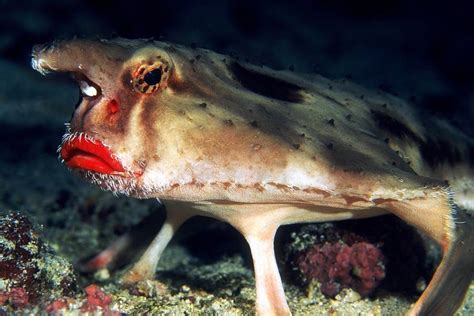 The Pout Of A Red-Lipped Batfish | Amusing Planet