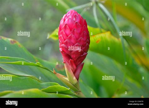 Zingiber officinale flower hi-res stock photography and images - Alamy