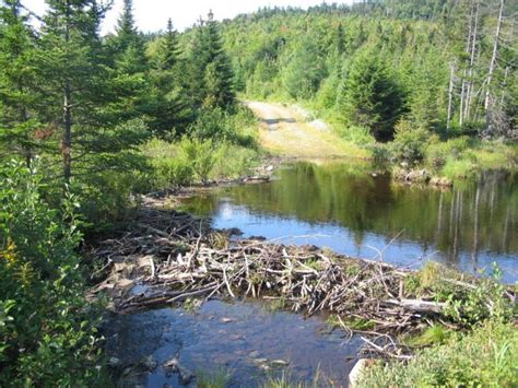 The Beaver Way Of Building Resistant Dams – Page 4 – Animal Encyclopedia