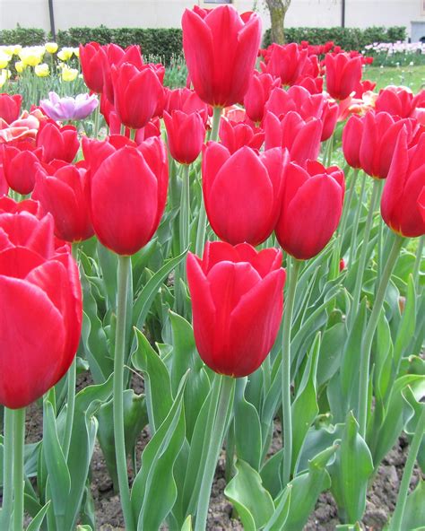 Gambar Bunga Tulip Warna Merah - Gambar Bagian Tumbuhan