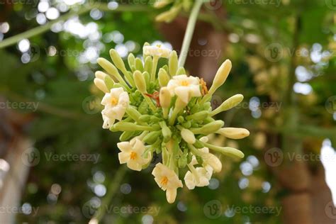 Papaya flowers and buds on the plant. Papaya flower or pawpaw flower ...