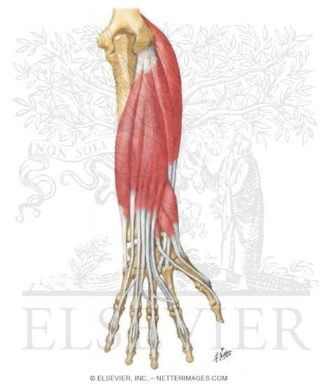 Lateral Forearm Muscles