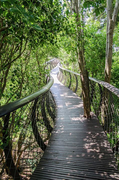 Tree canopy walkway at Kirstenbosch National Botanical Garden ...