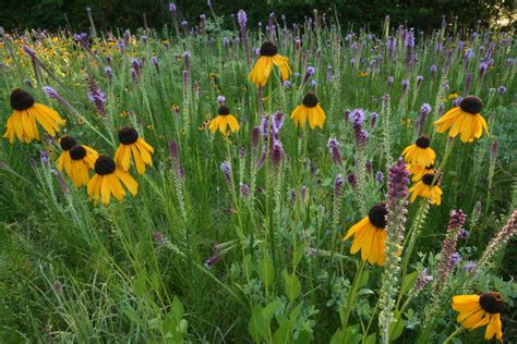 Prairie Wildflowers in the Jewel Moore Nature Reserve, University of Central Arkansas Save The ...