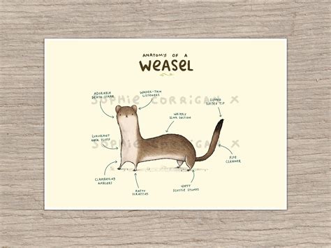 Anatomy of a Weasel Signed Art Print | Etsy in 2022 | Art prints, Sign art, Art