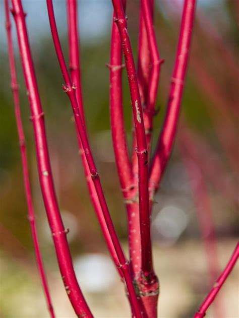 Red Twig Dogwood Care: Tips For Growing A Red Twig Dogwood | Twig ...