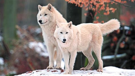 Download Wallpaper ID 1819205 - Desktop Nexus Animals Wolf Images, Wolf Pictures, Animal ...