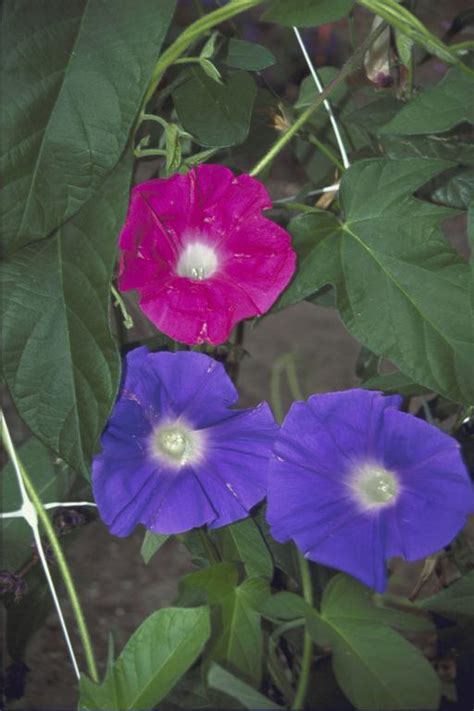 Ipomoea nil, 'Early Call' Mixed Seeds £1.95 from Chiltern Seeds ...