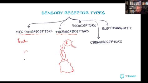 Types of Sensory Receptors - YouTube