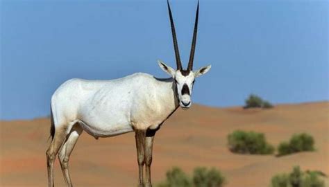 Oman opens sprawling oryx reserve to ecotourists