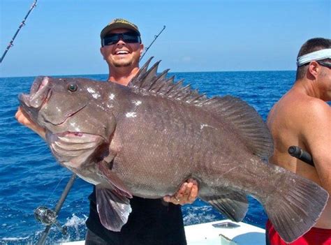 Big Warsaw grouper offshore. - Picture of All Water Adventures, Merritt Island - TripAdvisor