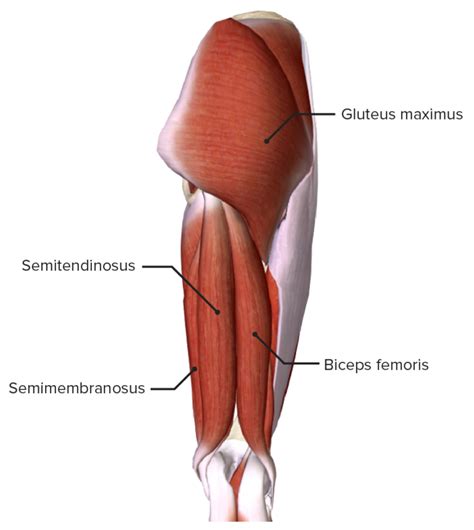 Hip Joint: Anatomy | Concise Medical Knowledge