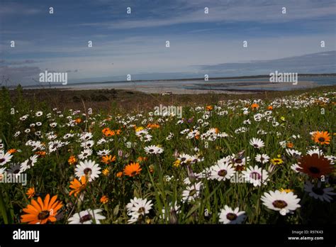 Wild flowers in full bloom on the South African West coast in the West ...