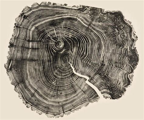 Woodcut Prints Showcase the Beauty of Tree Rings | DeepRoot Blog