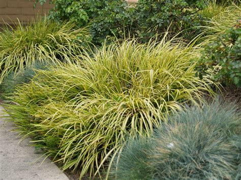 Acorus gramineus 'Ogon' (Sweet Flag - Variegated Gold)