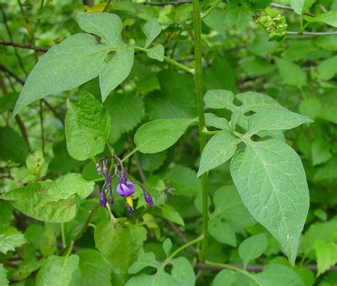 Solanum dulcamara (climbing nightshade): Go Botany