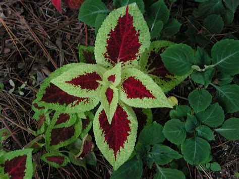 Beautiful Coleus Leaves | Nature Photo Gallery | Hosta plants, House ...