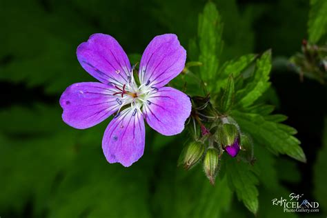 Icelandic Flora │ Iceland Nature Photography │ Rafn Sig,-