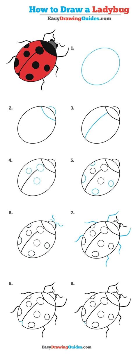 Ladybug Drawing How To Draw A Ladybug Step By Step | The Best Porn Website