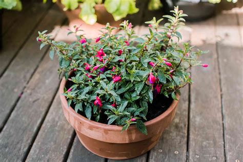 How to Grow and Care for Fuchsia