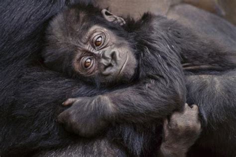 Gorillas, monkeys and other primates must be saved from 'impending ...