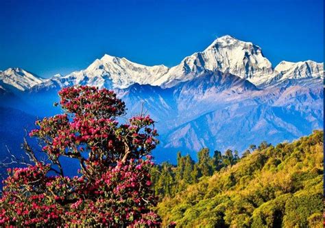 Nepal, Himalayas, Mountain, Nature, Landscape, Hill, Trees Wallpapers ...