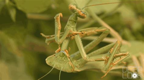 Praying Mantis Eating Mate