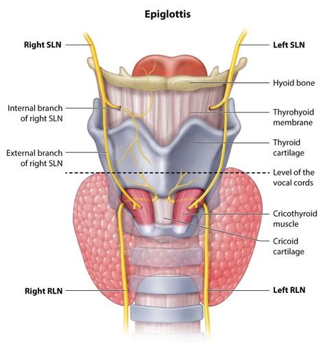 Larynx*** Flashcards | Quizlet