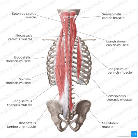 Deep back muscles | Back muscles, Muscle diagram, Muscle