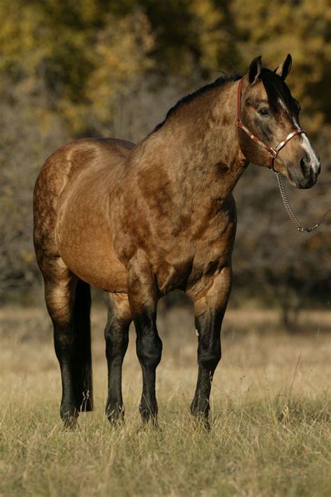 Dappled Buckskin | Quarter horse, Horse breeds, Horses