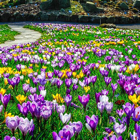 Giant Crocus Mix | K. van Bourgondien