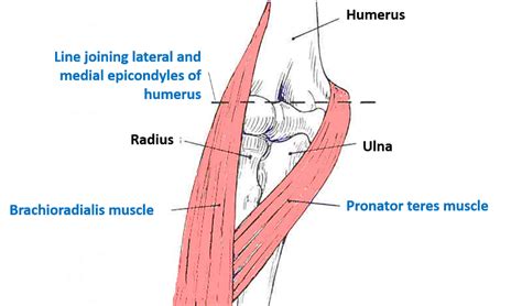 Cubital Fossa – Anatomy QA