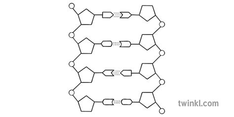 antiparallel dna strands structure of dna diagram science secondary bw rgb