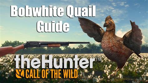 Bobwhite Quail Hunting Guide - theHunter Call of the wild - YouTube