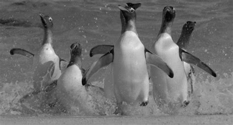 Penguins are perfect. | 22 Reasons Why Penguins Are Hands Down The Best Animals On Earth ...