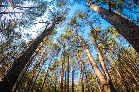 Los bosques de coníferas están amenazados - Ambientum