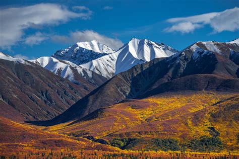 Alaska Snow-capped Mountains Above Fall Color Tundra Photo | Photos by Joseph C. Filer