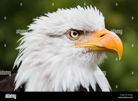 Head from Bald eagle or Haliaeetus leucocephalus in side angle view ...