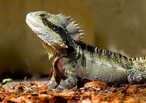 "Male Eastern Water Dragon, Australian Lizard, Queensland." by johnrf | Redbubble