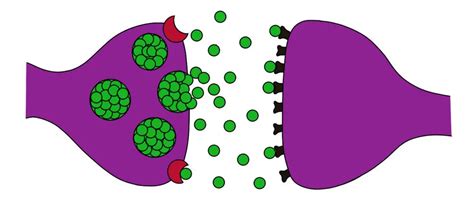 Synaptic Knob