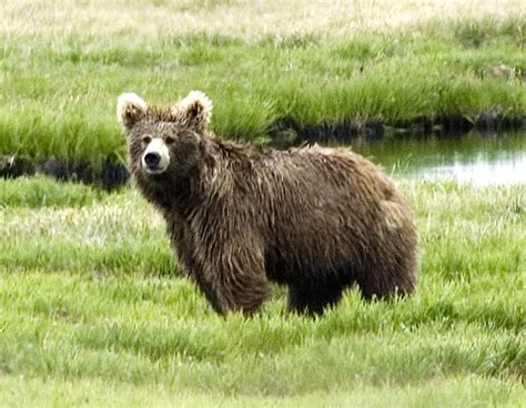 Himalayan brown bear - Alchetron, The Free Social Encyclopedia